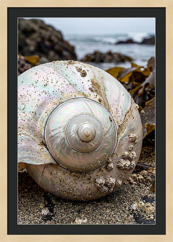Seashell Spiral Nautilus