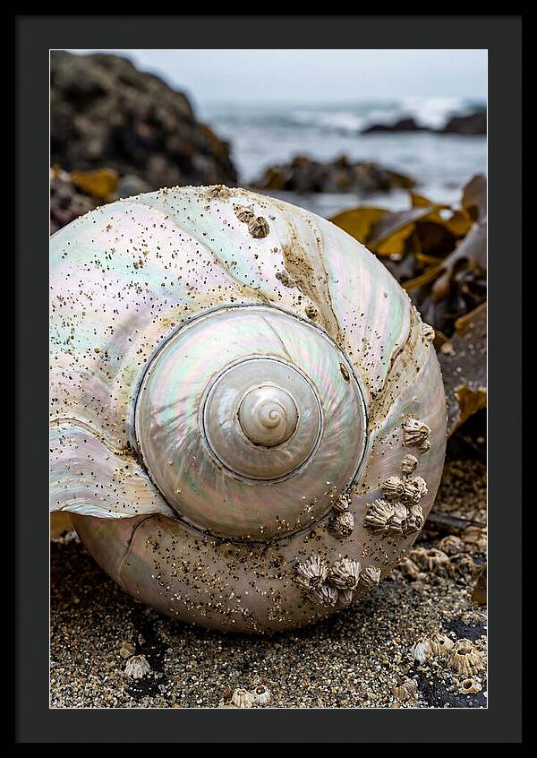 Seashell Spiral Nautilus