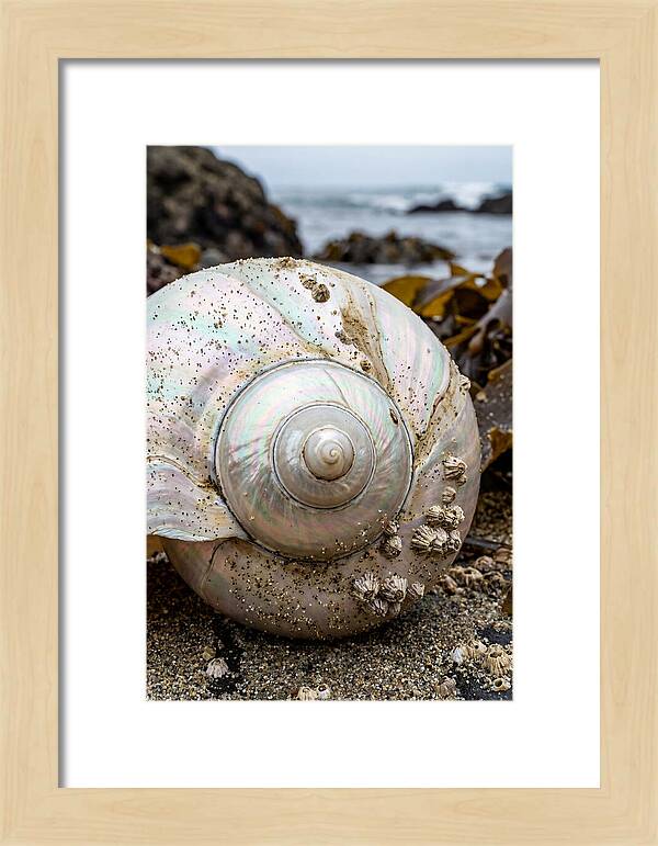 Seashell Spiral Nautilus