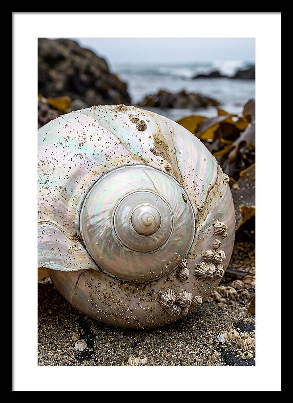 Seashell Spiral Nautilus