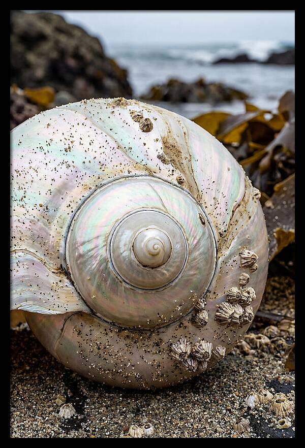 Seashell Spiral Nautilus