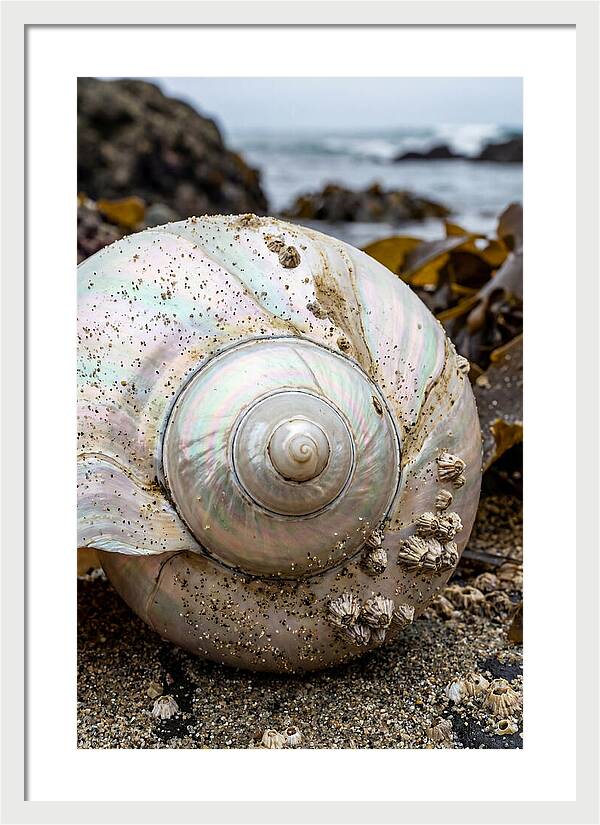 Seashell Spiral Nautilus