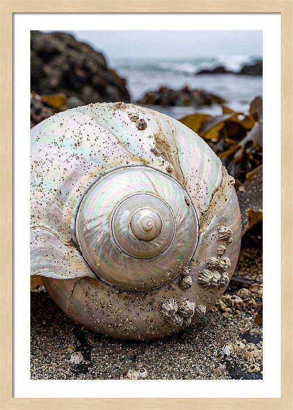 Seashell Spiral Nautilus
