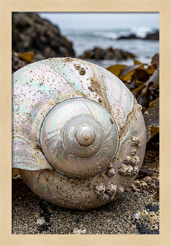 Seashell Spiral Nautilus