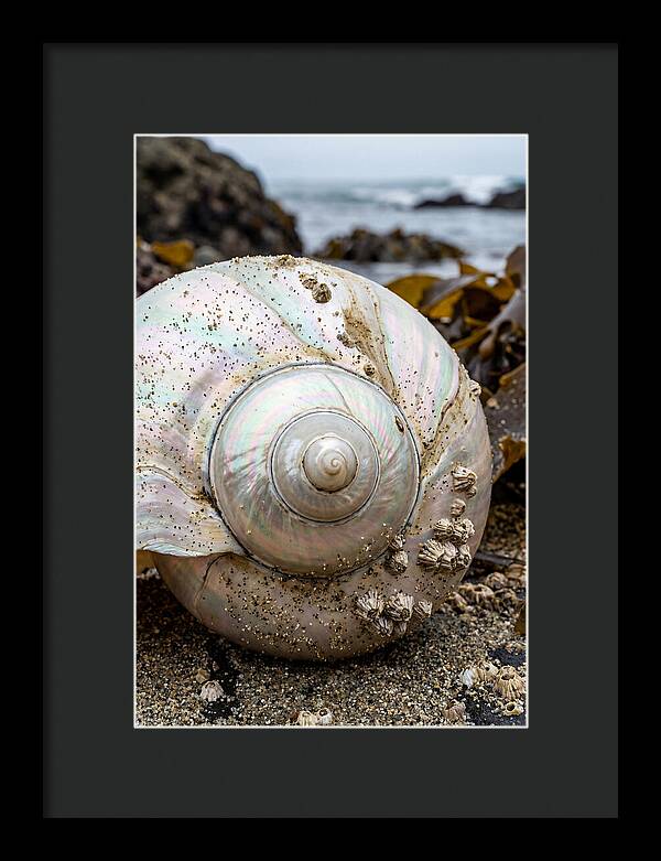 Seashell Spiral Nautilus