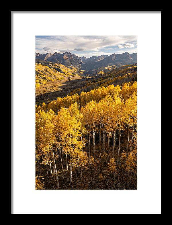 Seasonal Aspens In Golden Glow