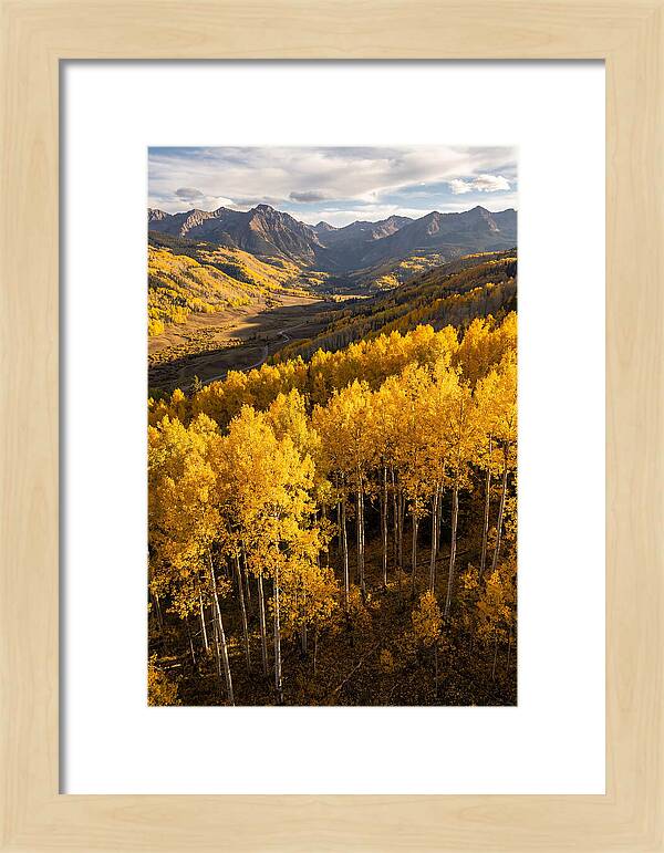 Seasonal Aspens In Golden Glow