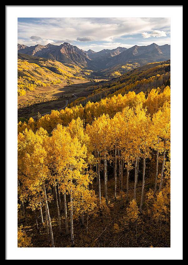 Seasonal Aspens In Golden Glow