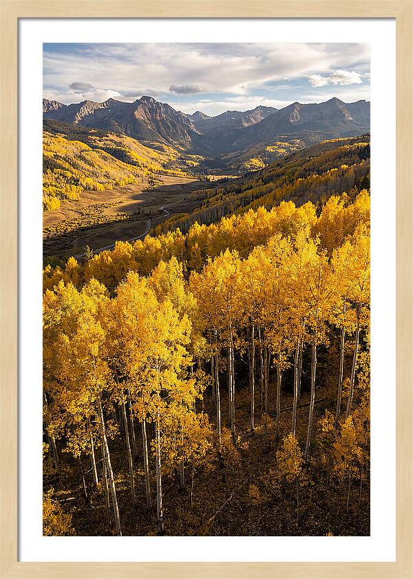Seasonal Aspens In Golden Glow