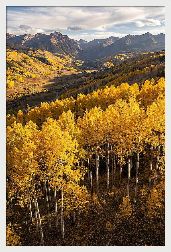 Seasonal Aspens In Golden Glow