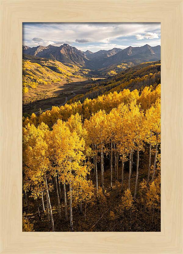 Seasonal Aspens In Golden Glow