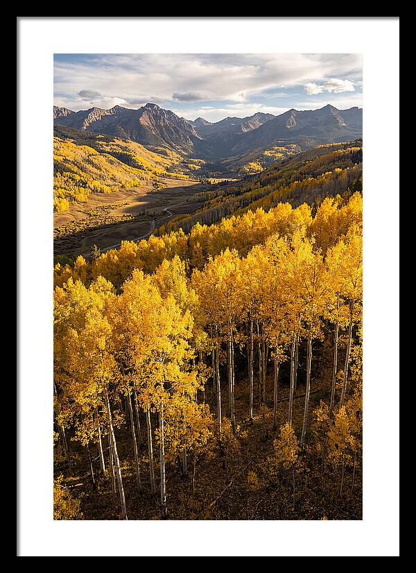 Seasonal Aspens In Golden Glow
