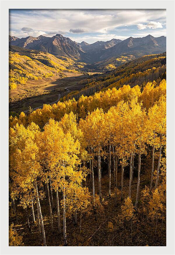 Seasonal Aspens In Golden Glow