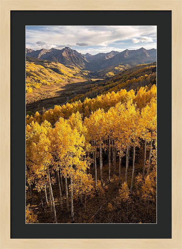 Seasonal Aspens In Golden Glow