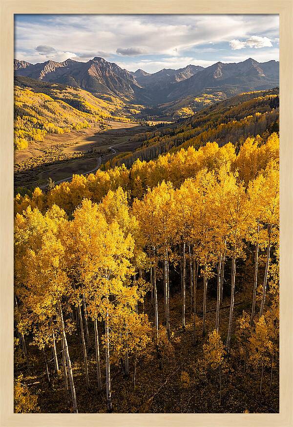 Seasonal Aspens In Golden Glow