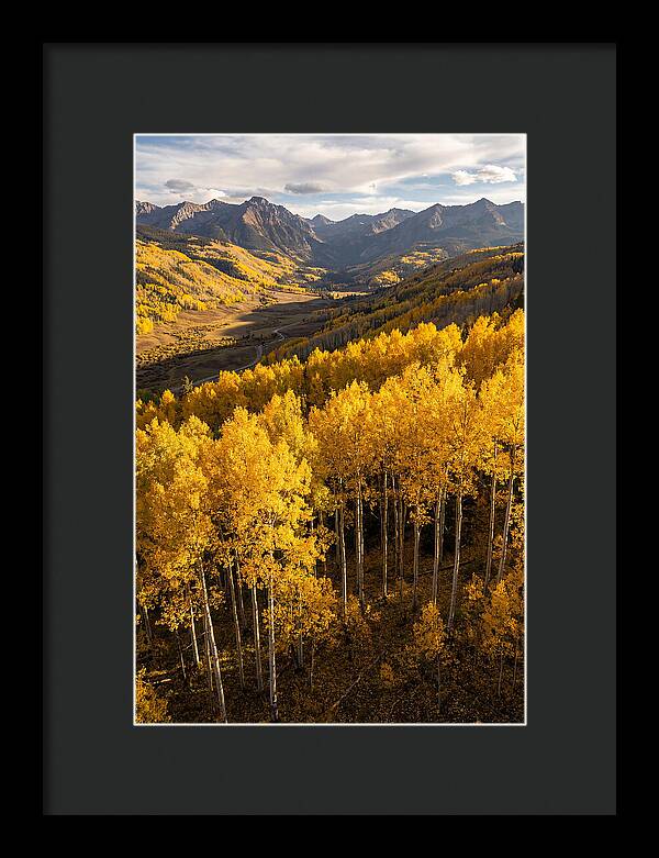Seasonal Aspens In Golden Glow