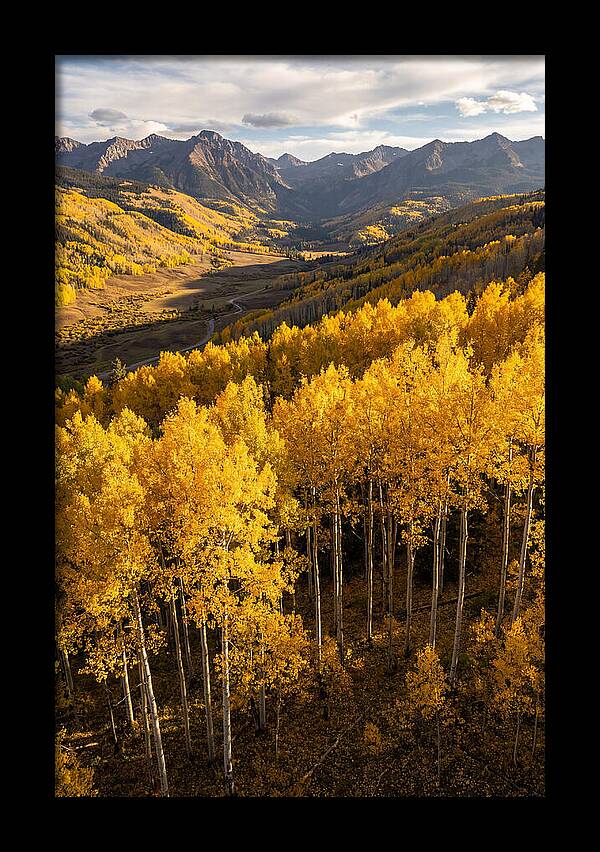 Seasonal Aspens In Golden Glow