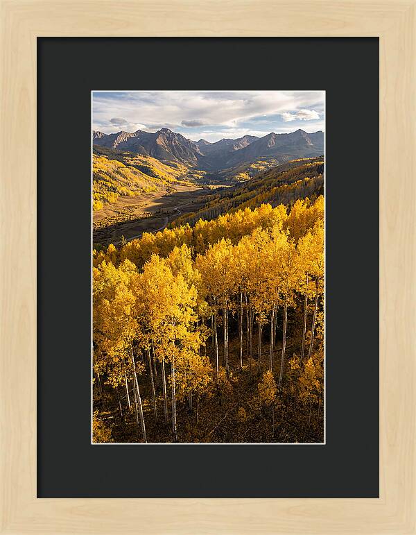 Seasonal Aspens In Golden Glow