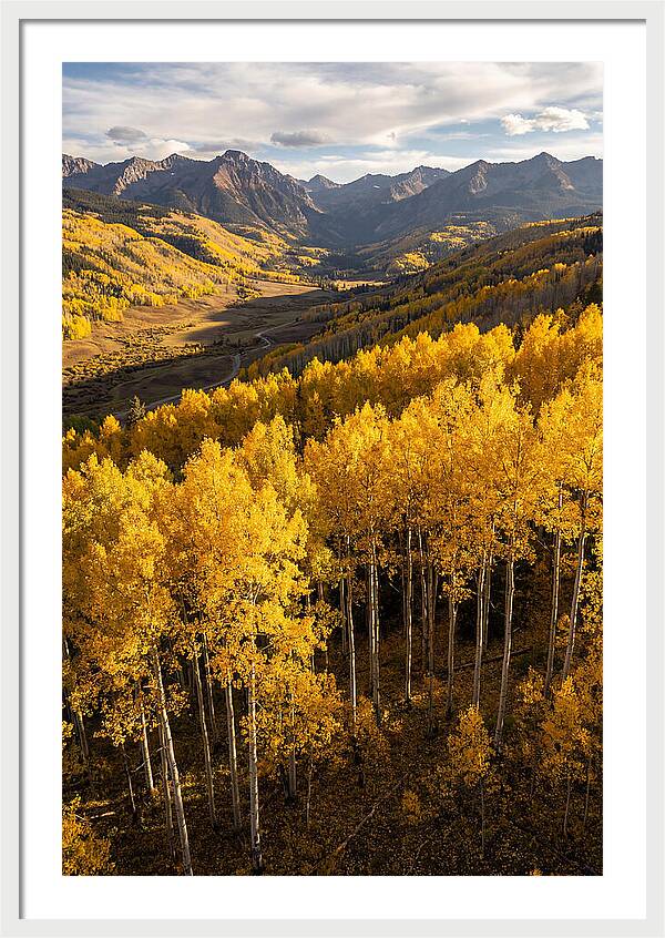 Seasonal Aspens In Golden Glow