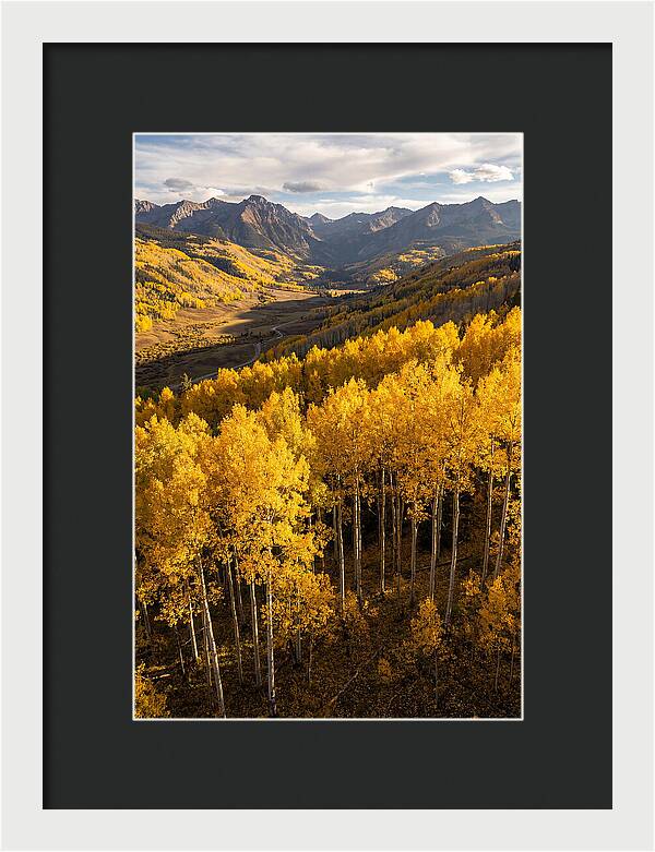 Seasonal Aspens In Golden Glow