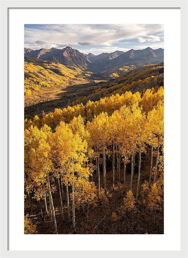Seasonal Aspens In Golden Glow