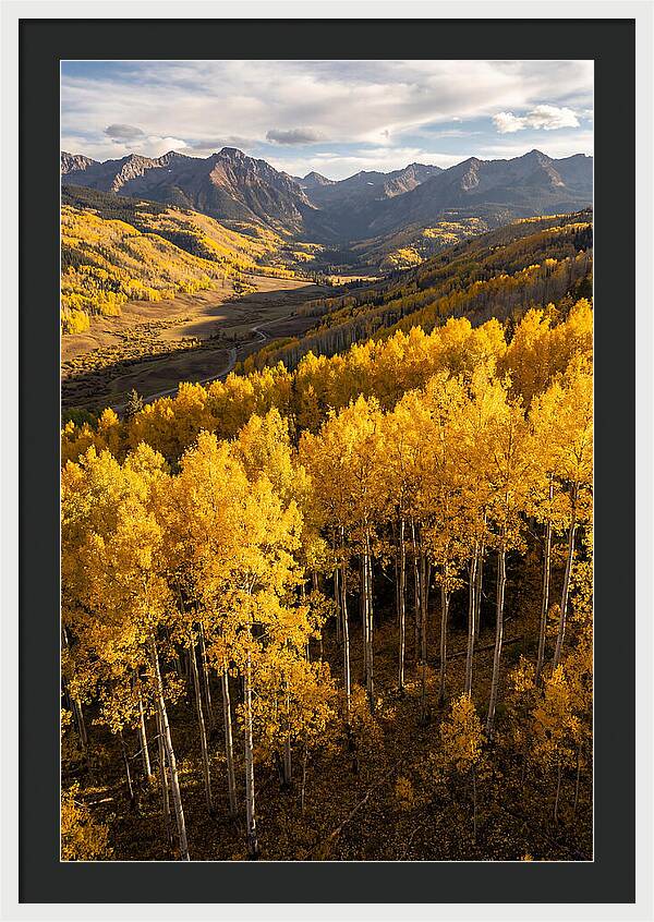 Seasonal Aspens In Golden Glow