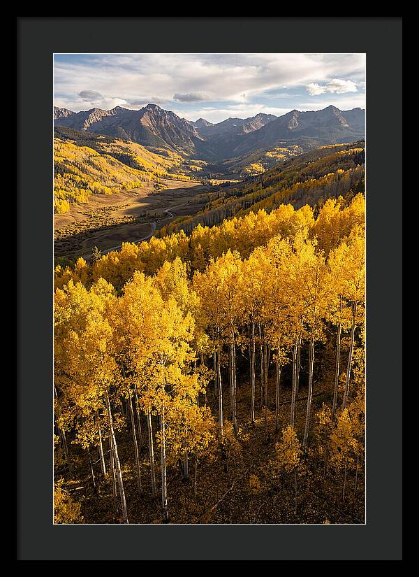 Seasonal Aspens In Golden Glow
