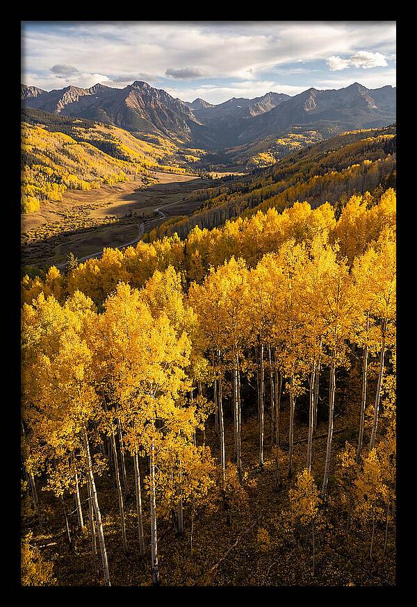 Seasonal Aspens In Golden Glow