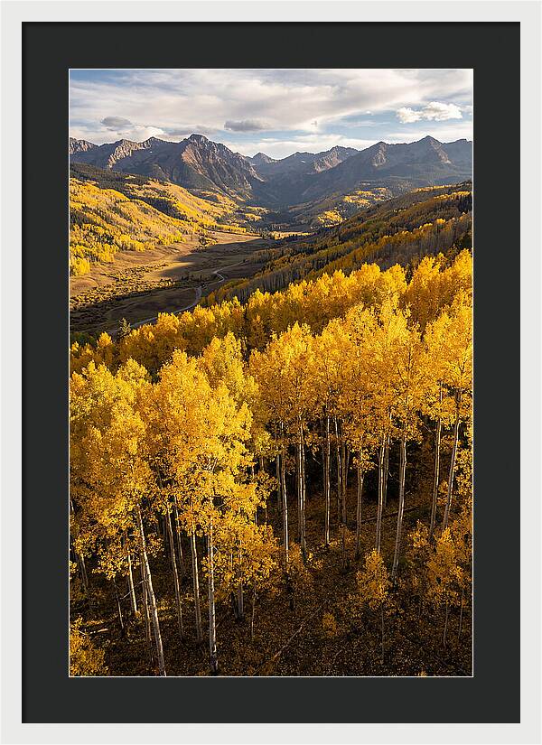 Seasonal Aspens In Golden Glow