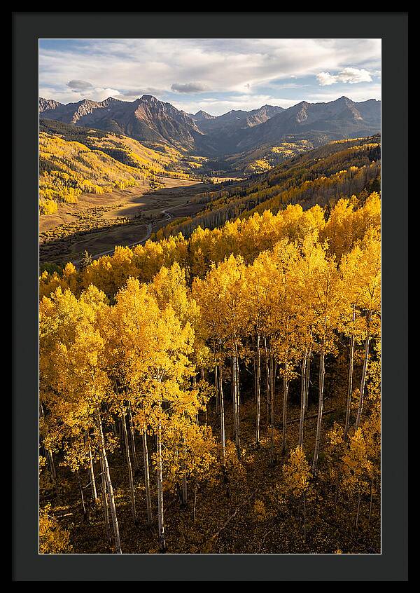 Seasonal Aspens In Golden Glow