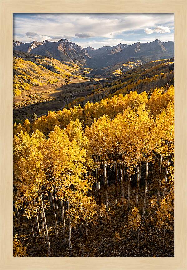 Seasonal Aspens In Golden Glow