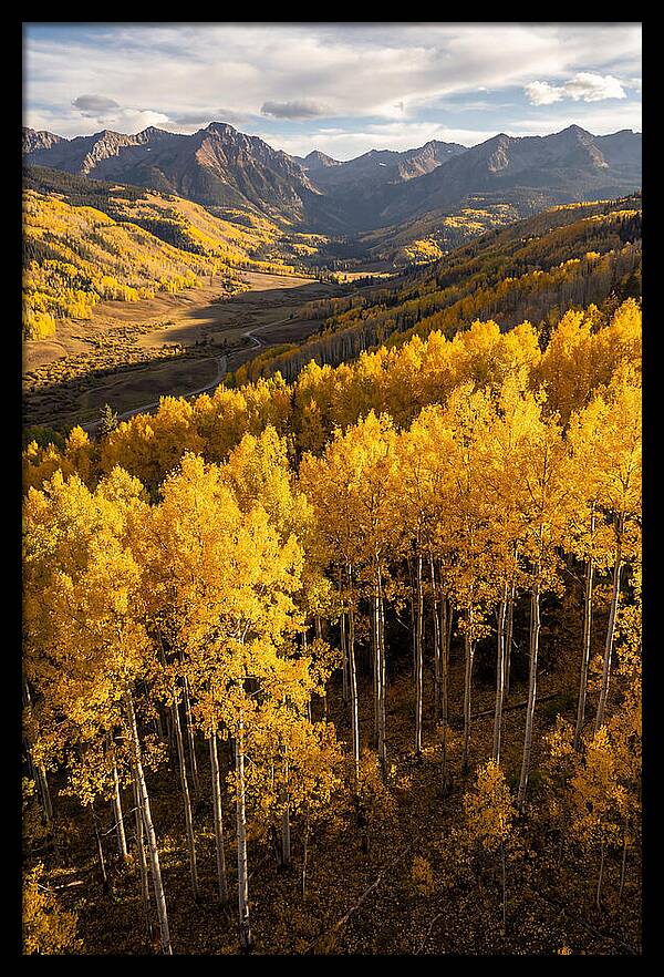 Seasonal Aspens In Golden Glow