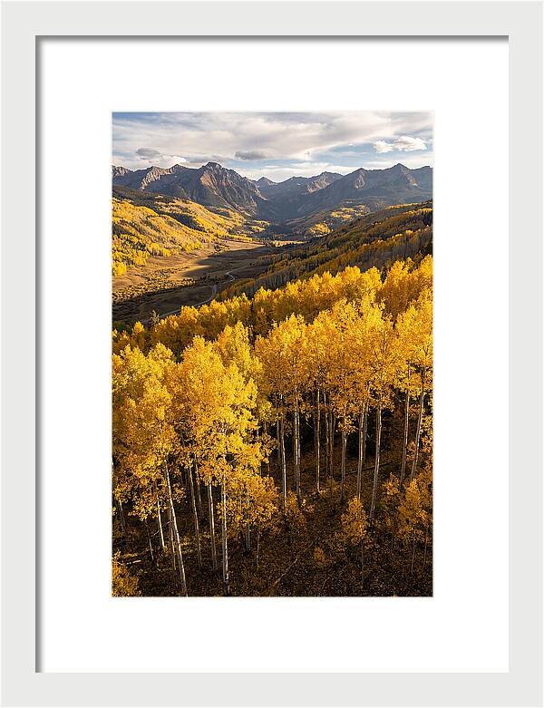 Seasonal Aspens In Golden Glow