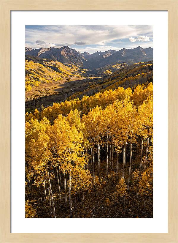 Seasonal Aspens In Golden Glow