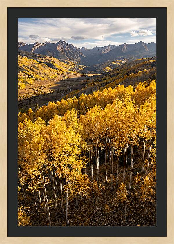 Seasonal Aspens In Golden Glow