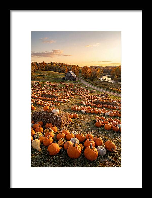 Seasonal Harvest Of Pumpkins