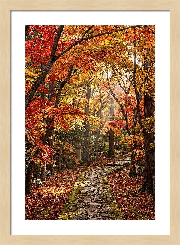Seasonal Maple Tunnel