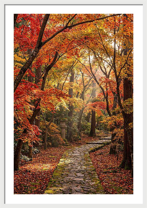 Seasonal Maple Tunnel