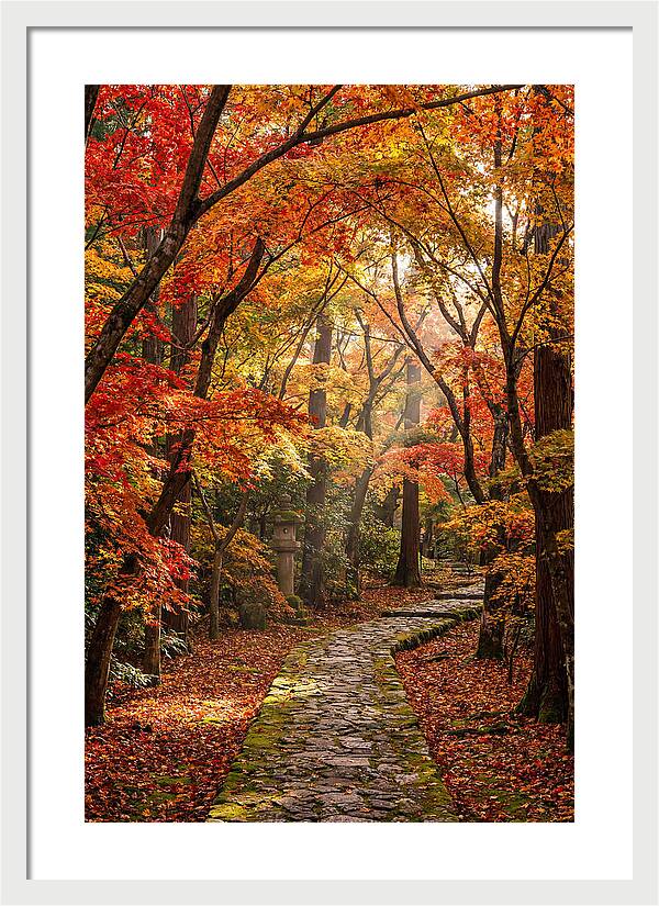 Seasonal Maple Tunnel