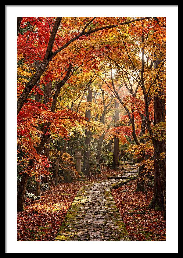 Seasonal Maple Tunnel
