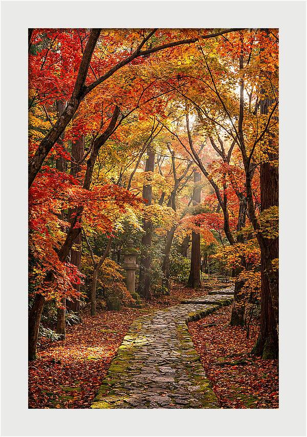 Seasonal Maple Tunnel