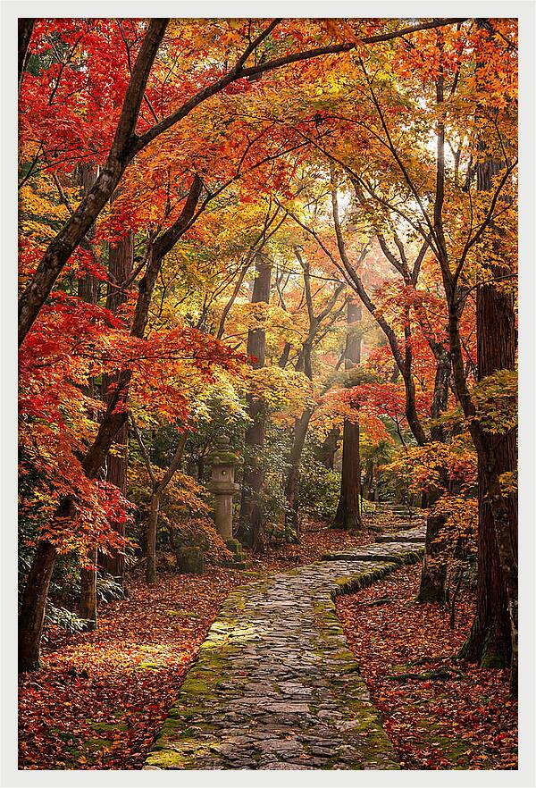 Seasonal Maple Tunnel