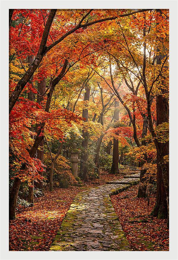 Seasonal Maple Tunnel