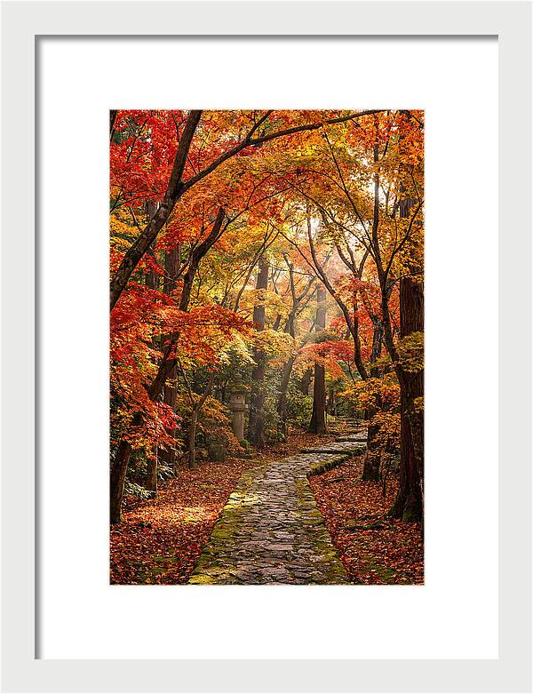 Seasonal Maple Tunnel