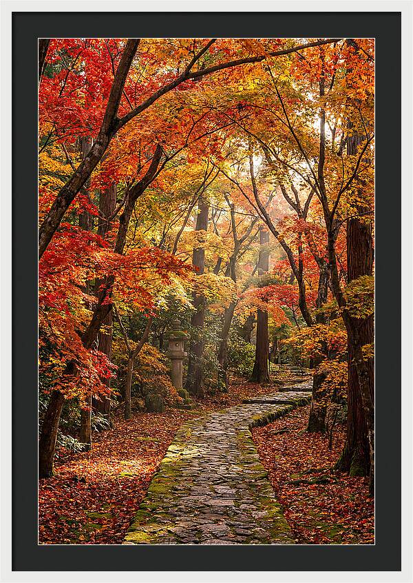 Seasonal Maple Tunnel