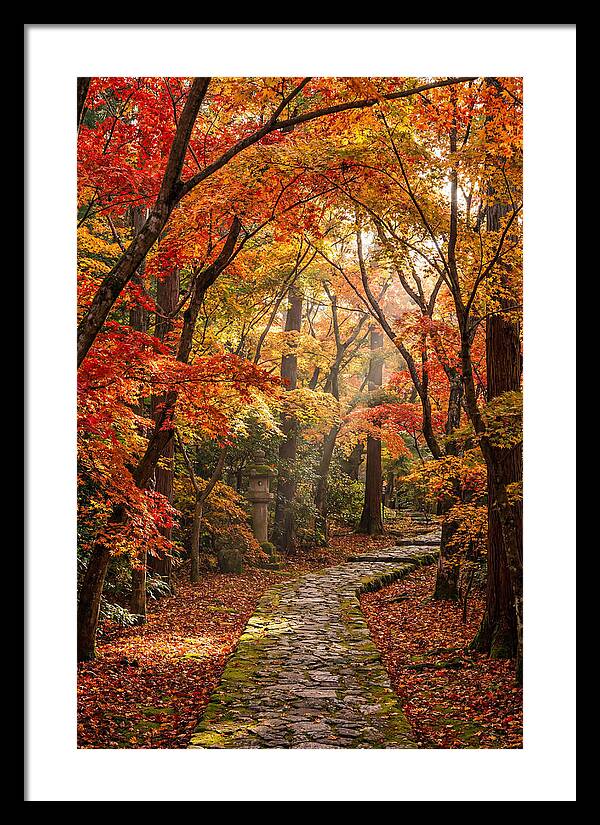 Seasonal Maple Tunnel