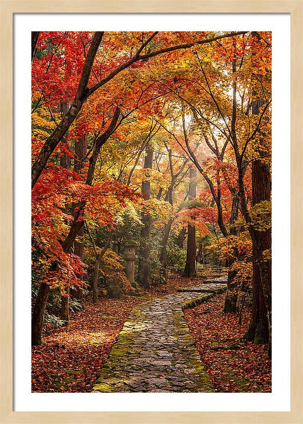 Seasonal Maple Tunnel