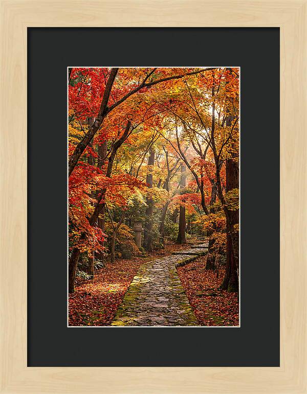 Seasonal Maple Tunnel