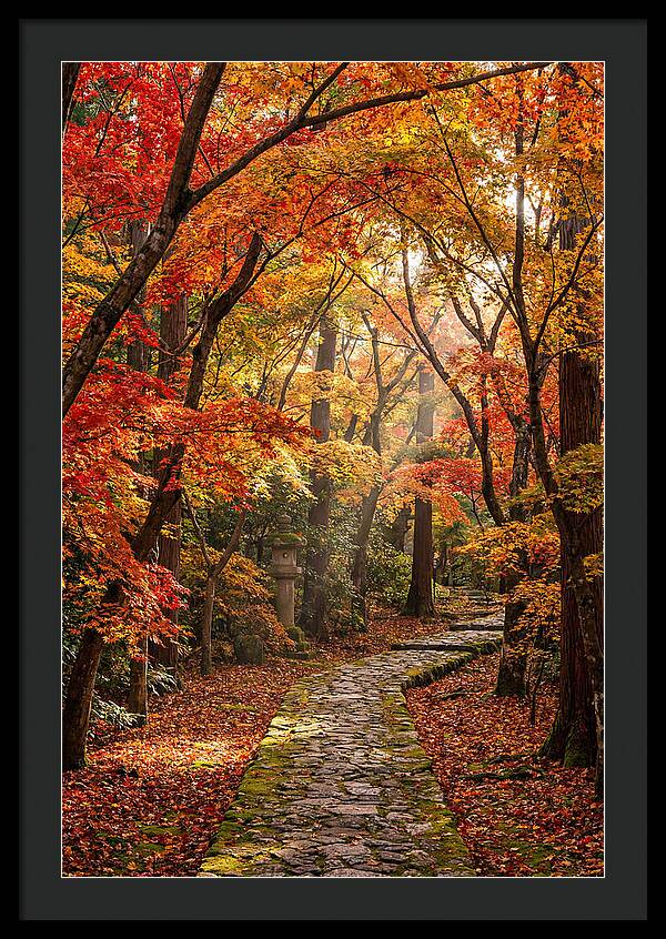 Seasonal Maple Tunnel