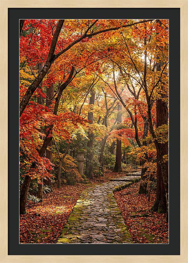 Seasonal Maple Tunnel
